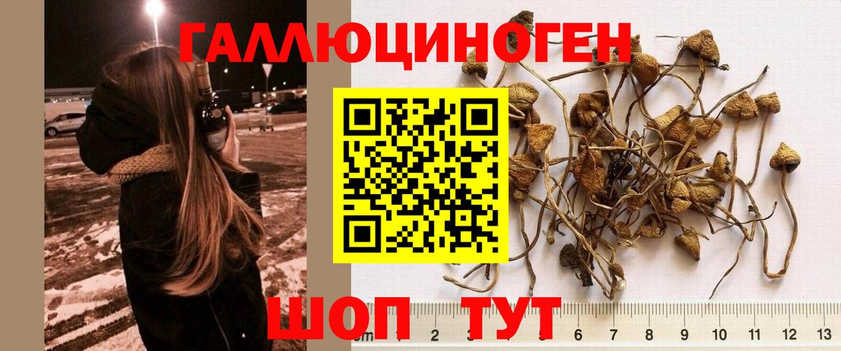 Галлюциногенные грибы MAGIC MUSHROOMS  Вход с VPN  Гатчина 